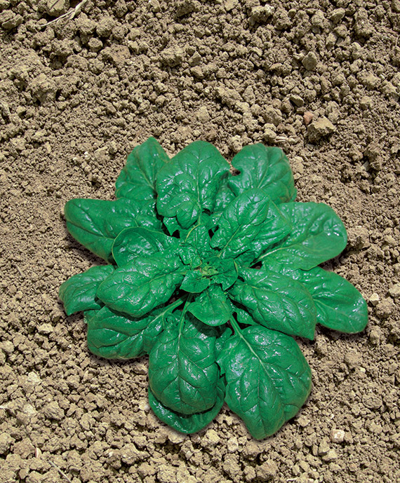 <span>GEANT D'HIVER</span>