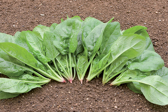 <span>MATADOR</span>