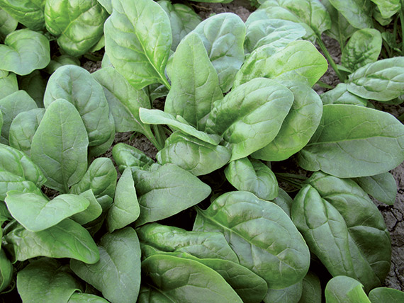 <span>REGIMENT F1</span>