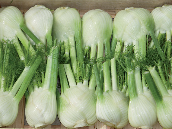 <span>SOLARIS F1</span>