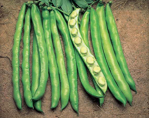 <span>AGUADULCE</span>