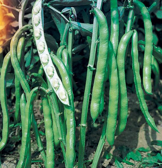 <span>OLTER SCIABOLA VERDE</span>