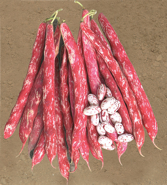 <span>SPLENDIDO</span>
