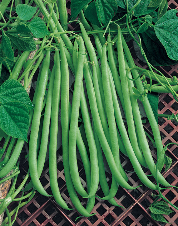 <span>EMERITE</span>