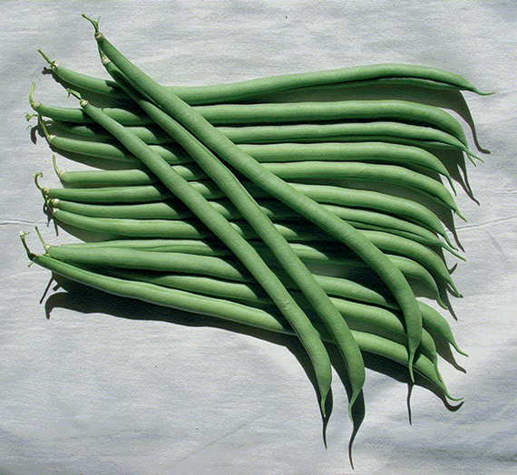 <span>VESPERAL</span>