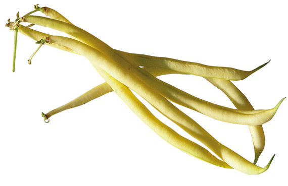 <span>STENTOR</span>