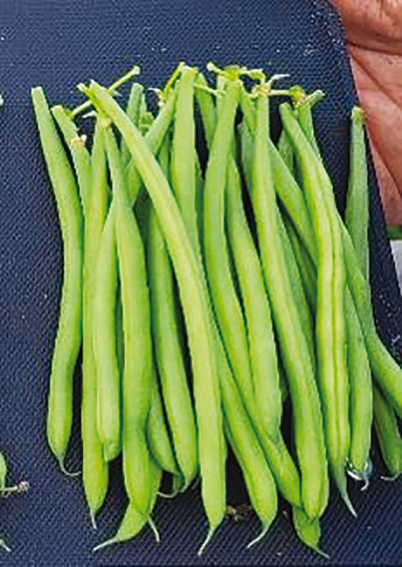 <span>CAVANI </span>