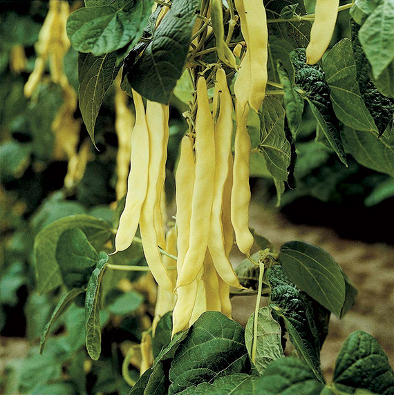 <span>GOLDMARIE</span>