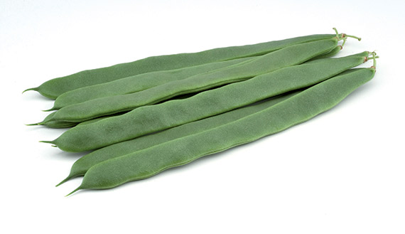 <span>GREEN GLORY</span>