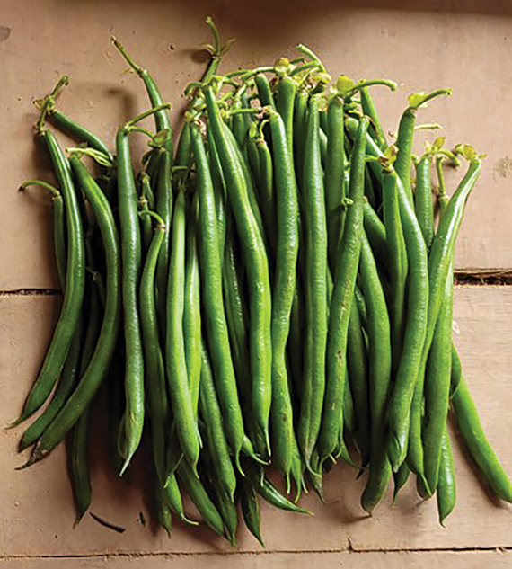 <span>MASERATI</span>