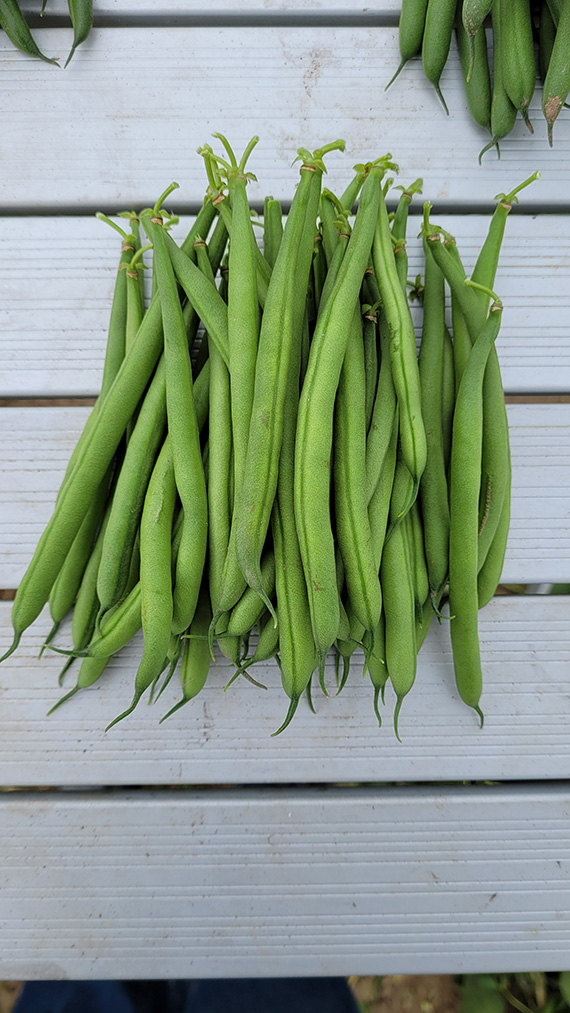 <span>HARRISON</span>