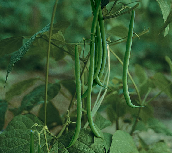 <span>MATILDA</span>