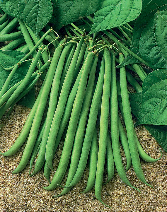 <span>PRIMEL</span>