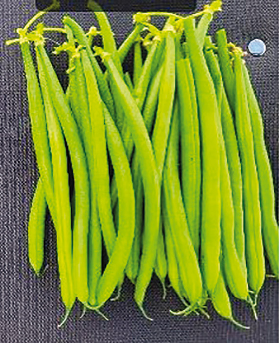 <span>RIMEMBER</span>