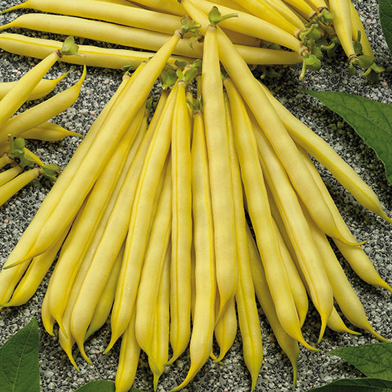 <span>SOLEDORO</span>