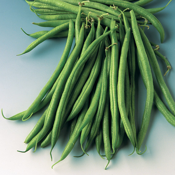 <span>SOLIMAN</span>