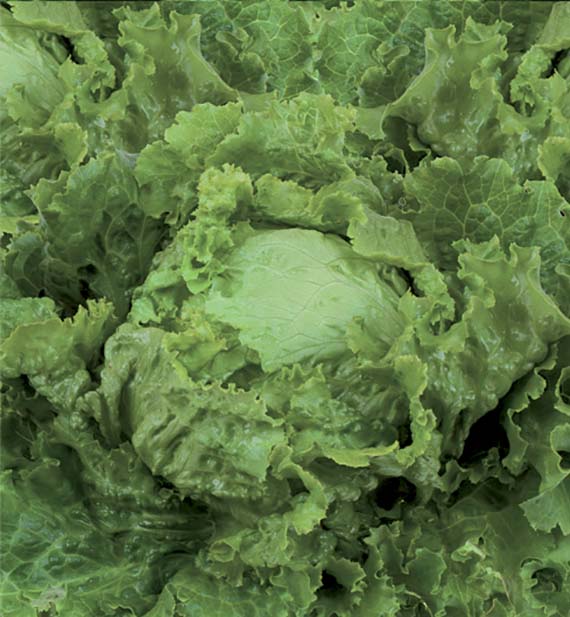 <span>TIROLION (81-95)</span>