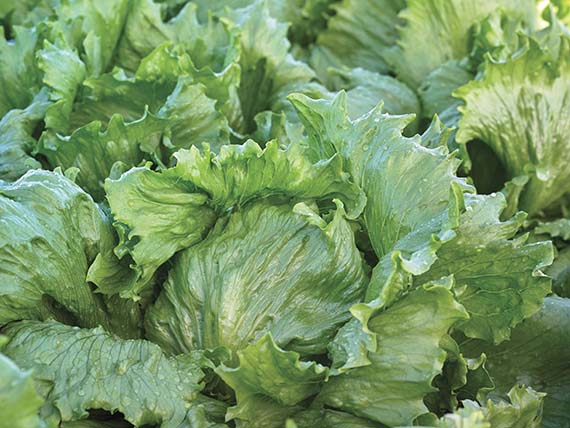 <span>ICE RING</span>