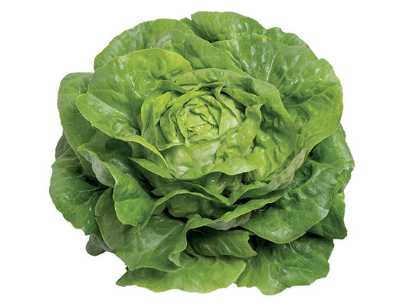 <span>ANALOTTA</span>