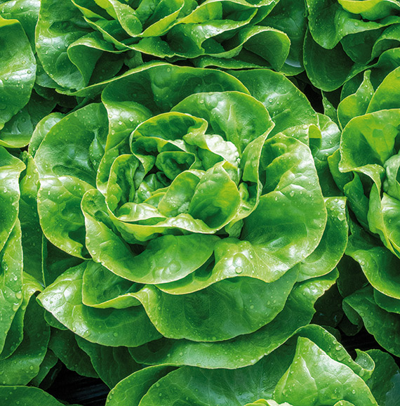 <span>BRETZEL</span>