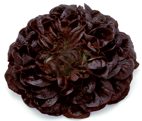 <span>BARLACH</span>