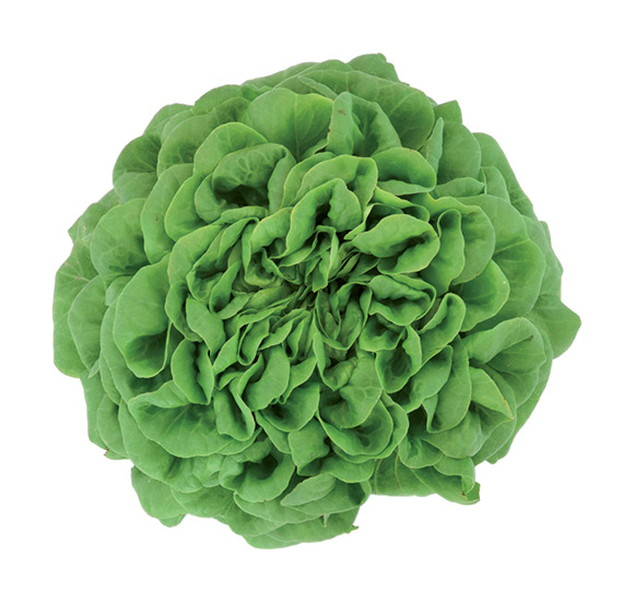 <span>HAWKING</span>