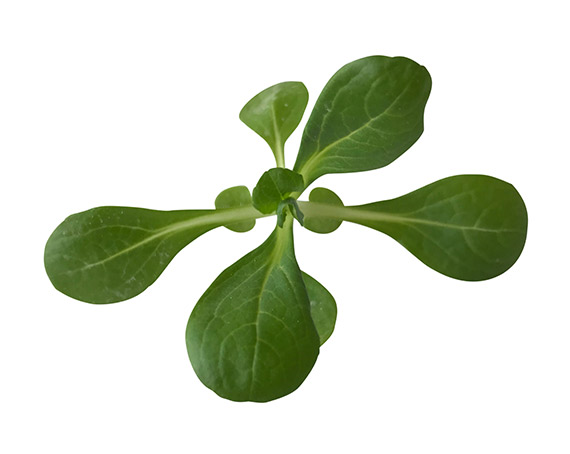 <span>PAUDIUM</span>