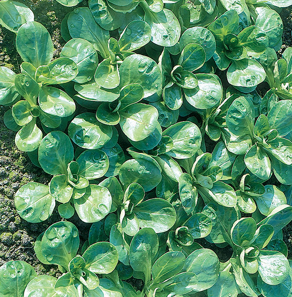 <span>VALENTIN</span>