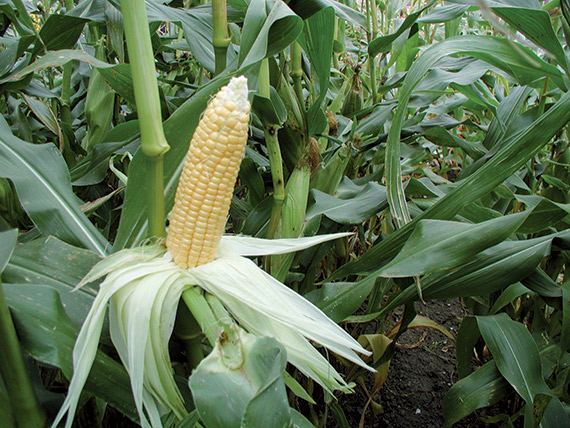 <span>GOLDEN BANTAM</span>