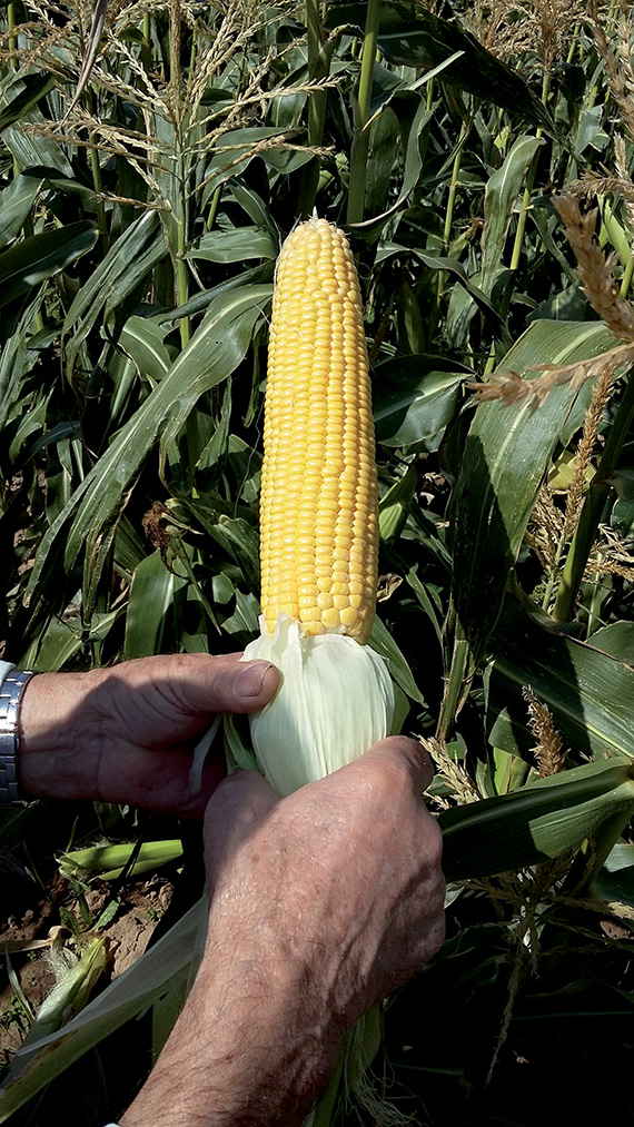 <span>SF 1280 F1</span>