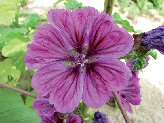 <span>SYLVESTRE</span>