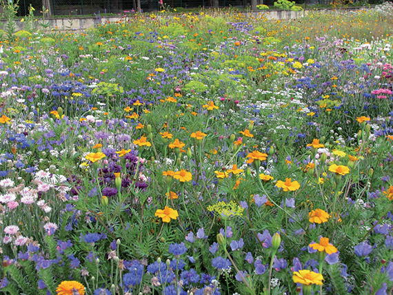 <span>ABEILLE</span>