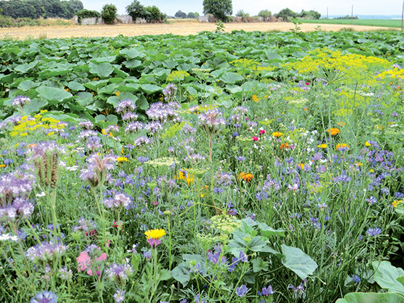 <span>ABEILLE</span>