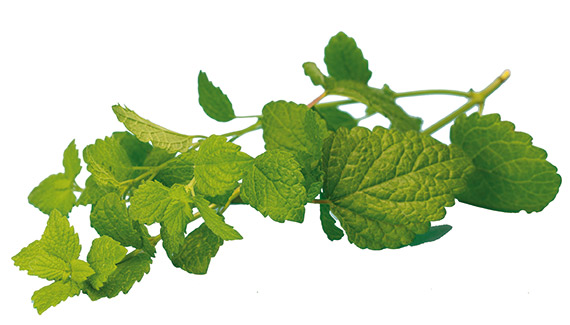 <span>MELISSE</span>