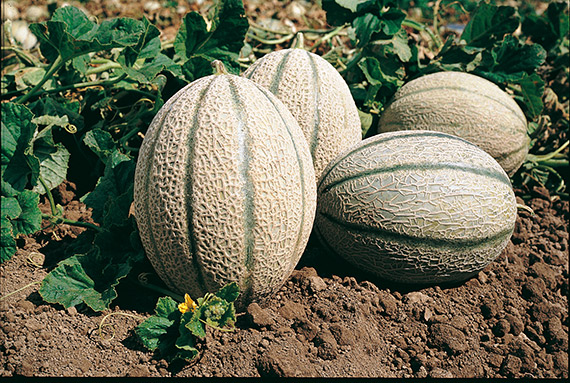 <span>BRENNUS F1</span>