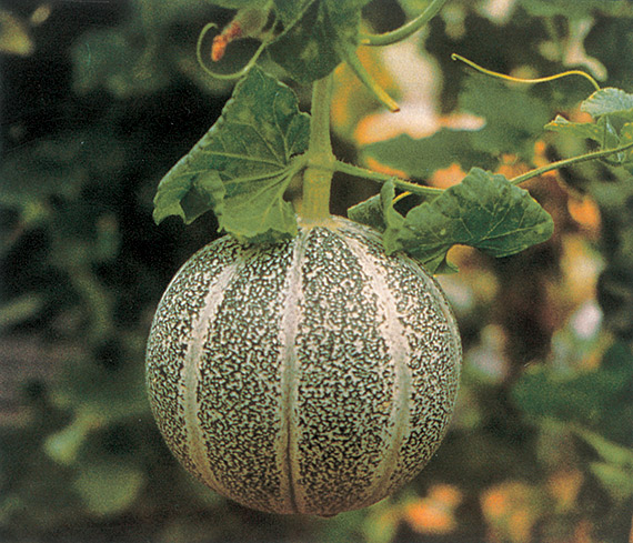 <span>PETIT GRIS DE RENNES</span>