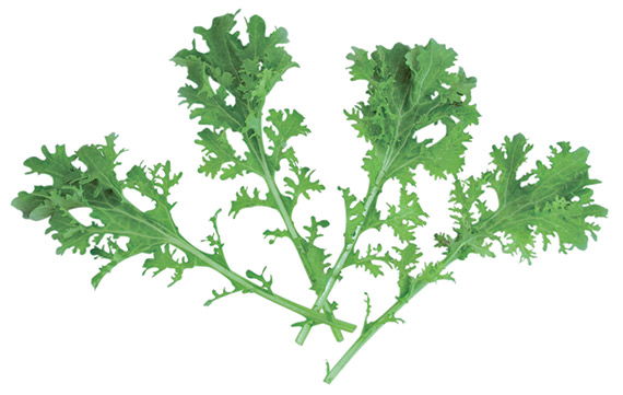 <span>FRIZZY JOE </span>