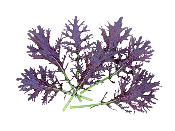<span>FRIZZY LIZZY</span>