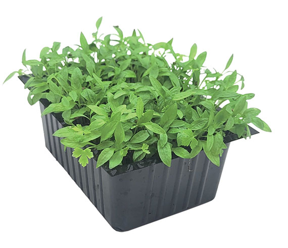 <span>AFRODITE</span>