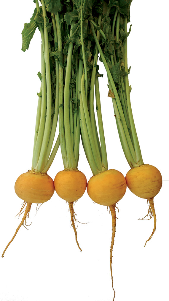 <span>GOLDANA</span>