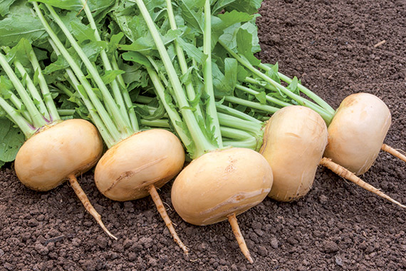 <span>PETROWSKI</span>