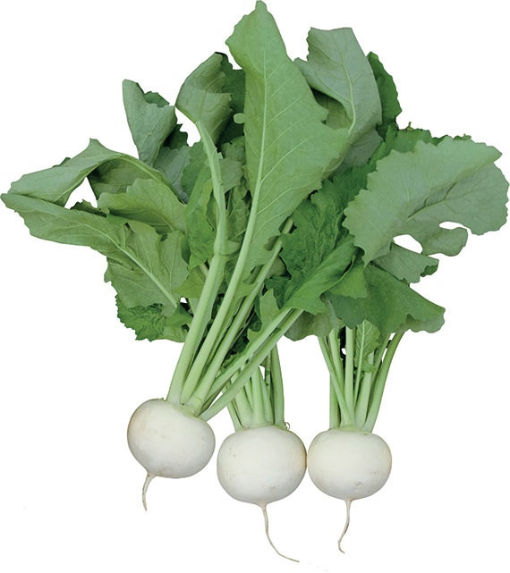 <span>POLAR F1</span>