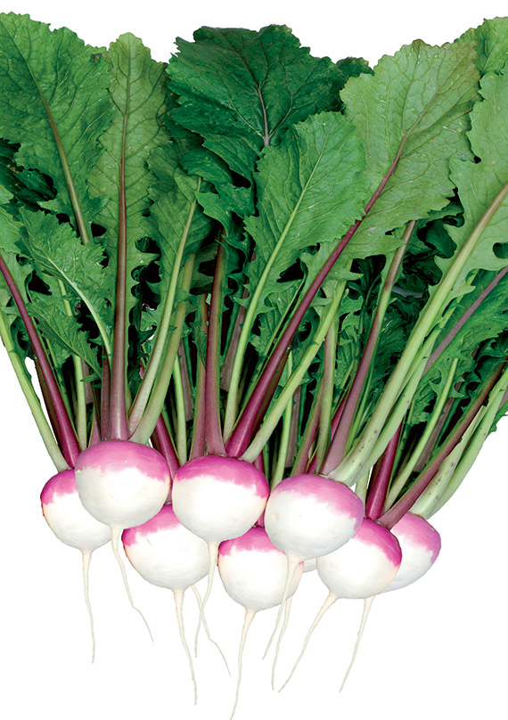 <span>SWEETBELL F1</span>