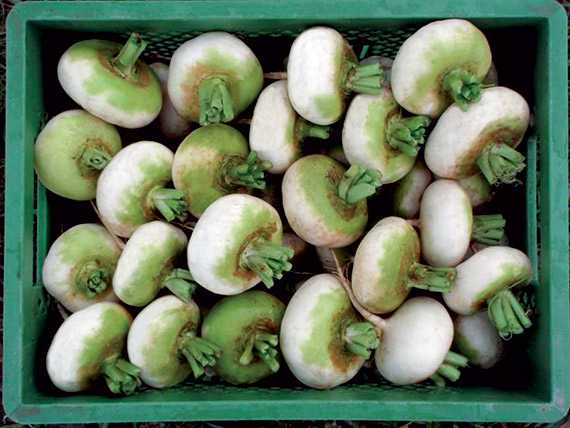 <span>PLATTE WITTE MEI</span>