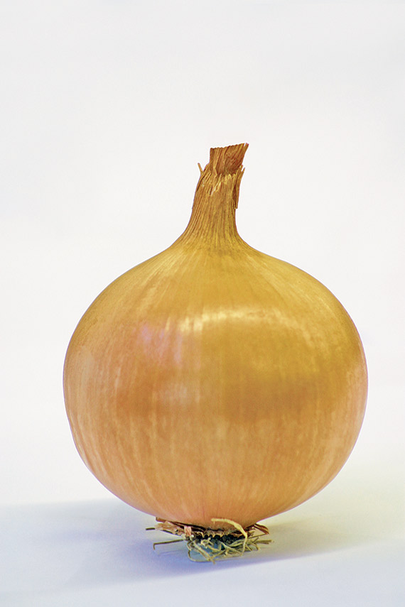 <span>HYLANDER F1</span>