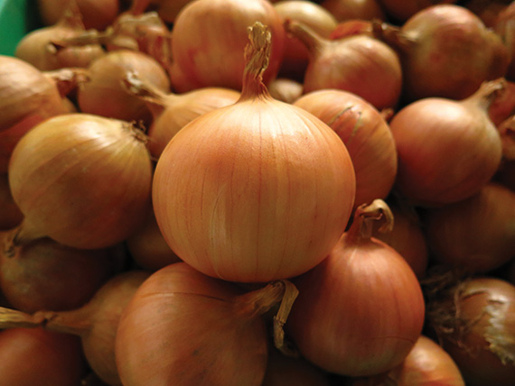 <span>STARTON F1</span>