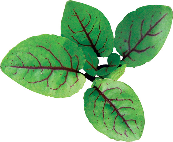 <span>SCARLET</span>