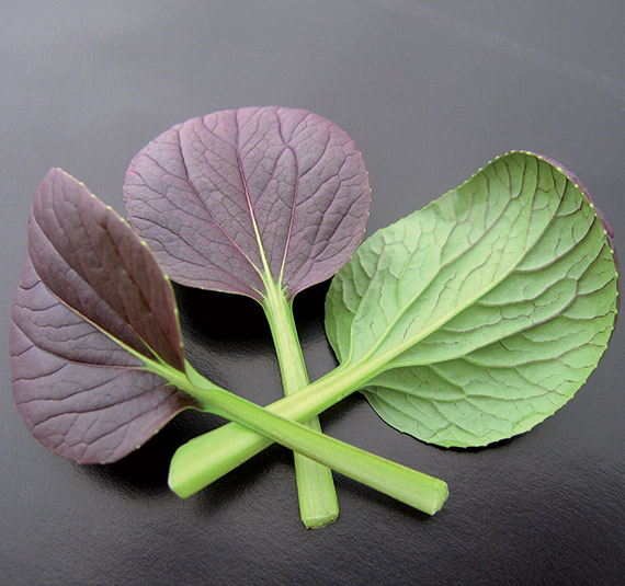 <span>SANGRIA®</span>