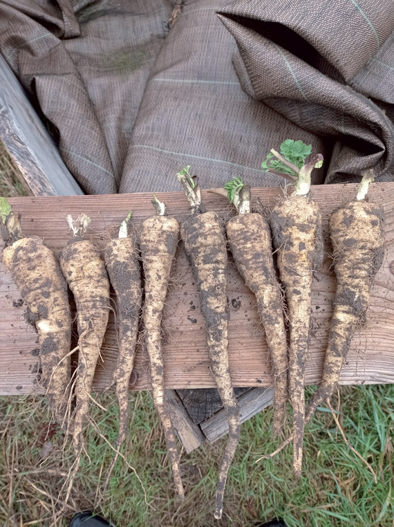 <span>DEMI LONG DE GUERNESEY</span>