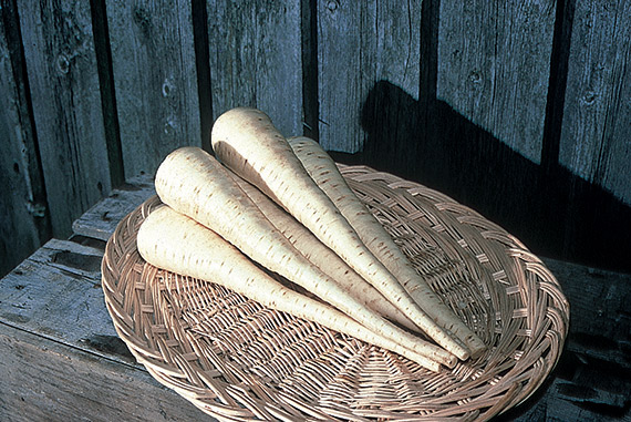 <span>JAVELIN F1</span>